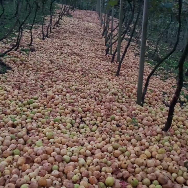 Produtores de goiaba descartam produção por falta de compradores
