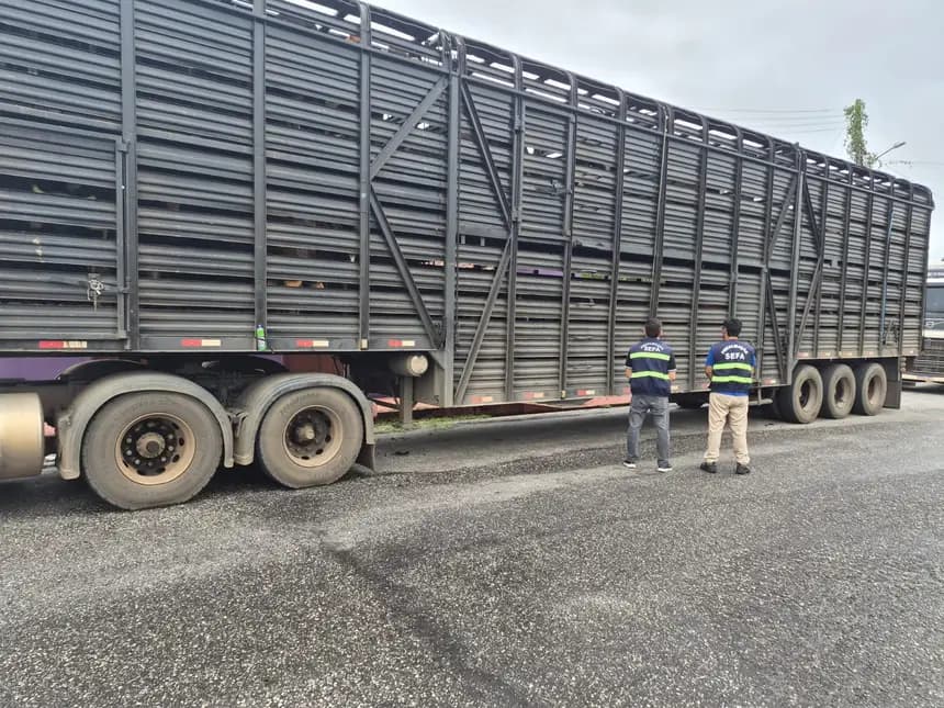 Fiscais apreendem carga de gado avaliada em R$ 184 mil